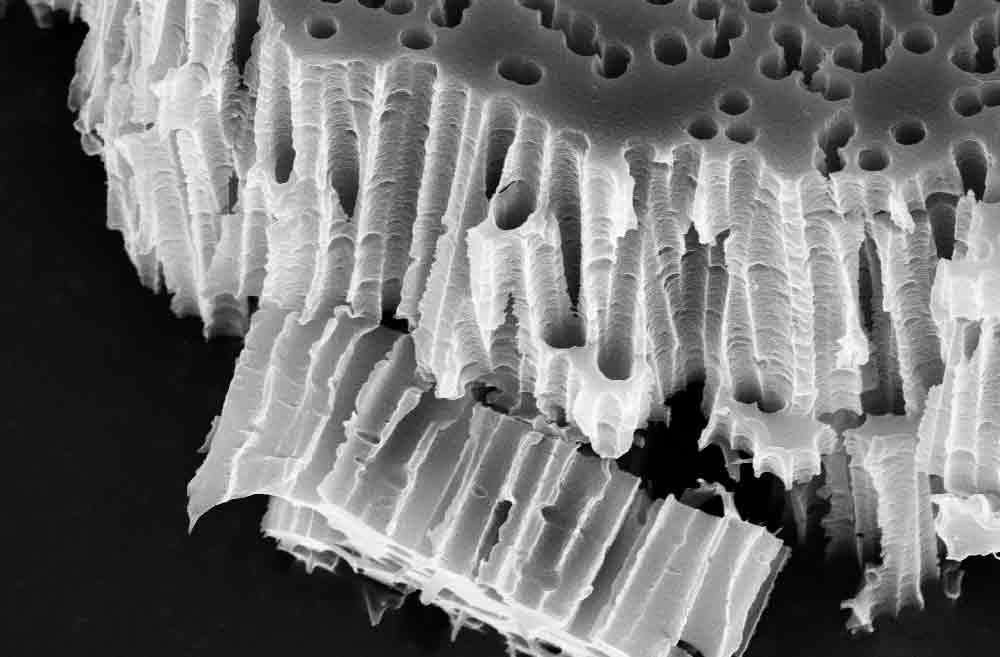 Unique-Mem track-etched membranes