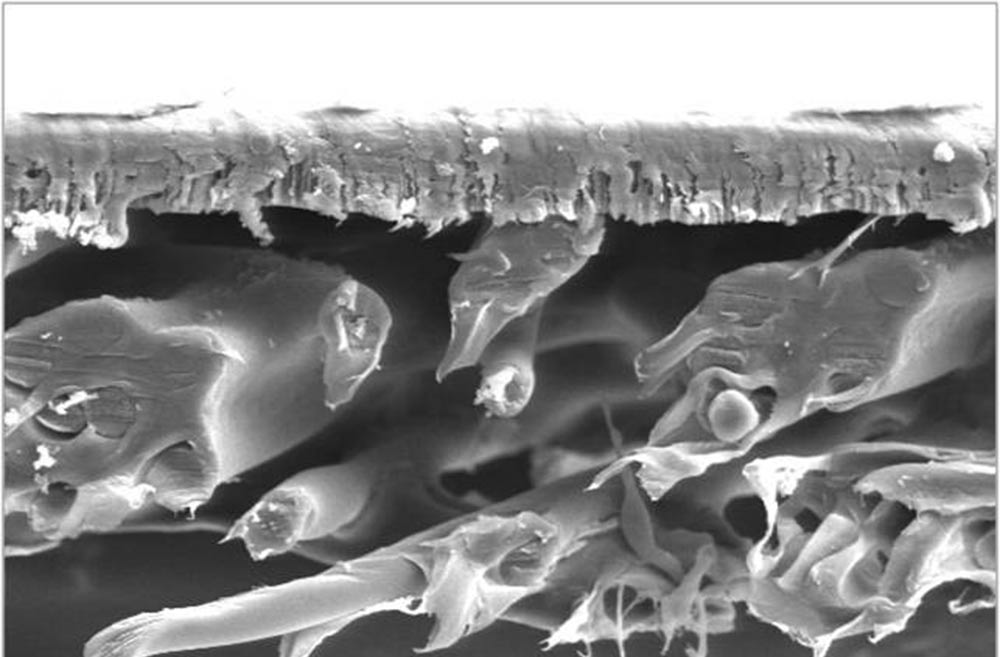 RoTrack Track-etched Membrane