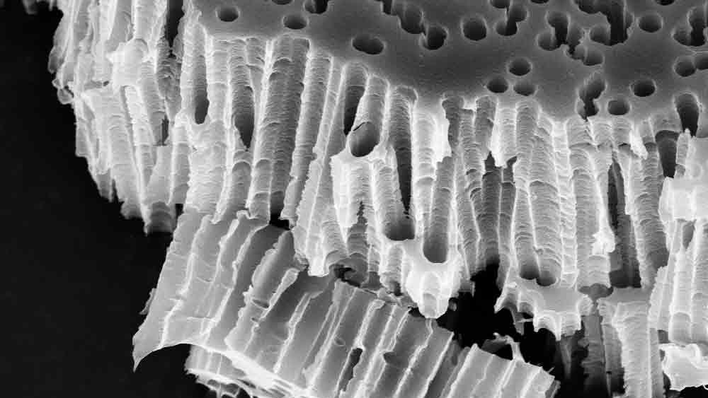 Unique-Mem track-etched membranes